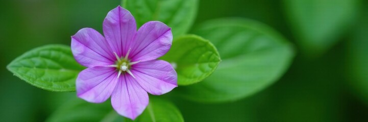 Violet hepatica flower with clear stamens against a green leafy background, blossoms, flowers, botanicals