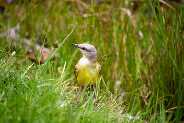 Fototapeta premium Suiriri-cavaleiro, também conhecido popularmente como bem-te-vi-do-gado, bem-te-vi-carrapateiro, suiriri-do-campo, bem-te-vi-cabeça-de-estaca, bem-te-vi-de-coroa, bem-te-vi-coroa, cavaleiro e suiriri.