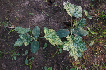 Fototapeta premium Sponge gourd plant. Its other names Luffa cylindrica, the sponge gourd, Egyptian cucumber or Vietnamese luffa. It is an annual species of vine cultivated for its fruit.