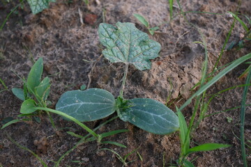 Sponge gourd plant. Its other names Luffa cylindrica, the sponge gourd, Egyptian cucumber or Vietnamese luffa. It is an annual species of vine cultivated for its fruit.