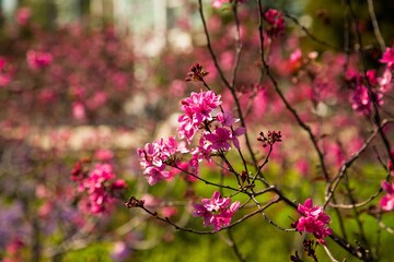 pink blossom