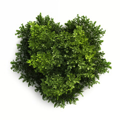 Obraz premium HeartShaped Bush Top View Green Foliage Garden Plant