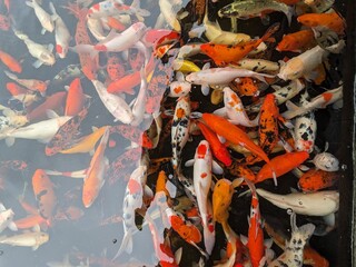 The beauty of koi fish in a pond is a mesmerizing sight