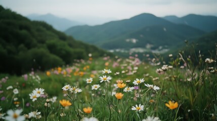 Obraz premium A vibrant field of wildflowers in full bloom stretches towards the distant rolling hills, capturing the liveliness and color of a springtime landscape.