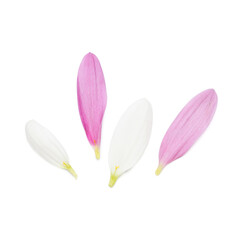 Different chrysanthemum flower petals on white background