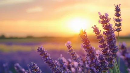 Gardinen lavender field at sunset © Muntazhar