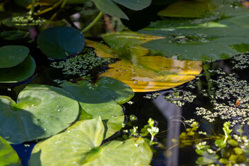 lilly pads in a pond 