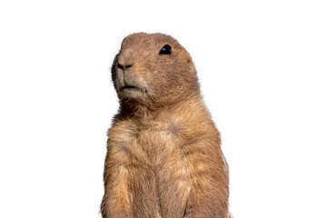 Prairie Dog, Cynomys, closeup standing PNG