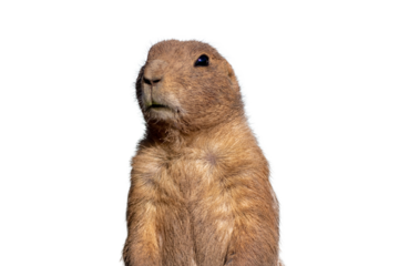 Prairie Dog, Cynomys, closeup standing PNG