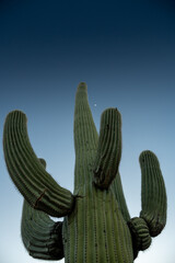 Small Moon At The Tip Of Large Saguaro Cactus