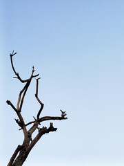 Minimalist style photo of a withered tree and branches on a beautiful clear sky background with space for text.