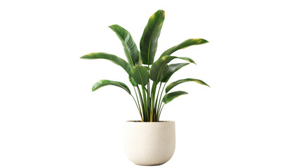 Tropical plant in a pot isolated on white background