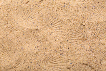 Prints of seashells on beach sand, closeup