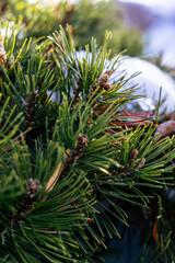 close-up of a pine tree 