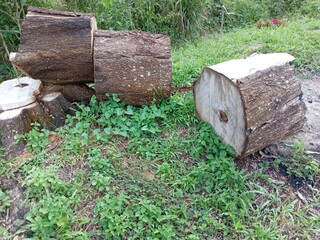 Stump of tree in the garden at gardenin  kluang  , johor , malaysia
