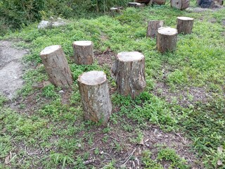 Fototapeta premium Stump of tree in the garden at gardenin kluang , johor , malaysia 