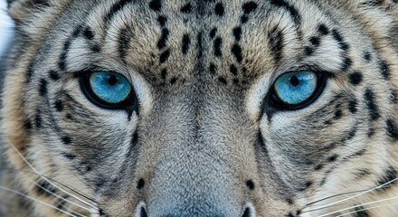Obraz premium Stunning Snow Leopard Closeup Wild Cat Blue Eyes Wildlife