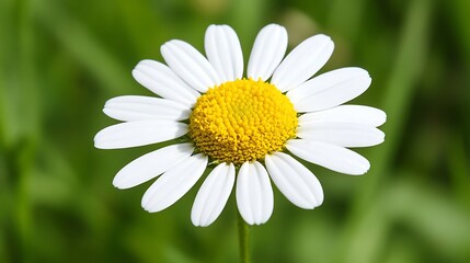 Obraz premium Stunning close-up shot of blooming flowers with soft, blurred bokeh background, exuding natural beauty. Suitable for spring, summer wallpapers and backgrounds and print media
