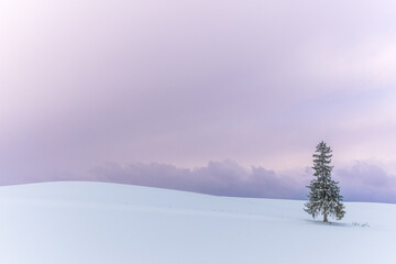 Lone Christmas Tree 