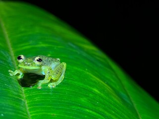 Frog in the rainforest in Mashpi forest