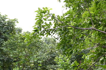 Millettia pinnata tree. It is a species of tree in the pea family Fabaceae. Its other names  Pongamia pinnata, Indian beech and Pongame oiltree. Oil is extracted from its seeds. Ayurvedic medicine.