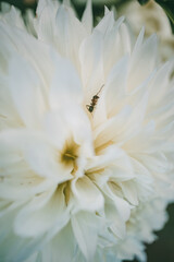 Obraz premium Close-up of a white dahlia bloom with a small red-cheeked ant (Formica rufibarbis) on its petals, showing delicate details and textures in a natural outdoor setting.