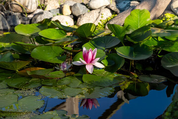 pink water lily