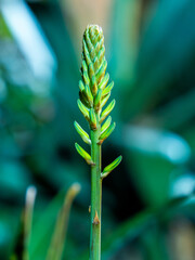 Flor de Aloe Vera en enfoque macro en entorno nocturno