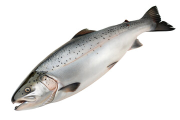 Obraz premium Freshwater Salmon