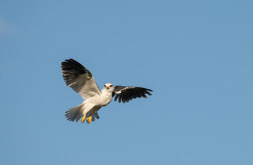 Hovering Kite (Elanus caeruleus) isolated background.