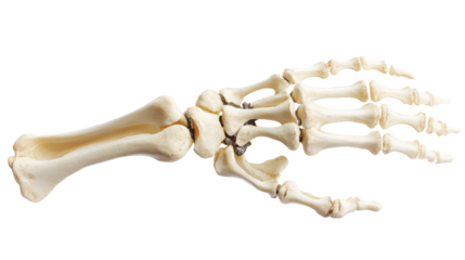 Human skeleton hand transparent background