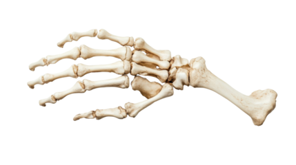 Human skeleton hand transparent background