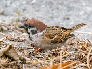 地面を歩くスズメ