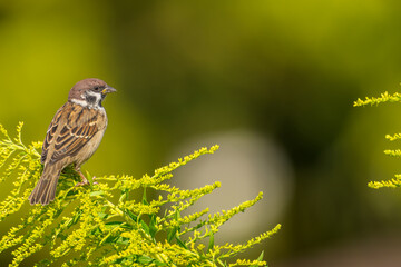 草にとまるスズメ