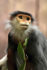 見上げるアカアシドゥクラングール