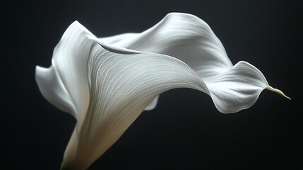 Elegant Calla Lily Close-up Against Black