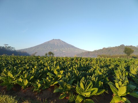 Scenic View Of Tobacco Plantation Against Sindoro Mountain And Sumbing Mountain, Central Java