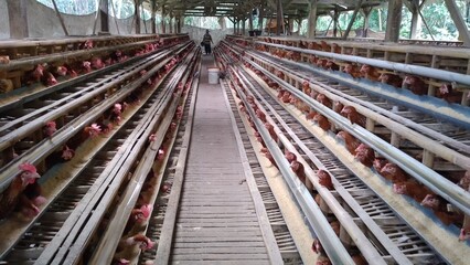 Agricultural concept: Rows of chicken coops housing hundreds of laying hens producing eggs © Nuriana
