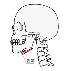 頭蓋骨横向きと頸椎・舌骨のイラスト