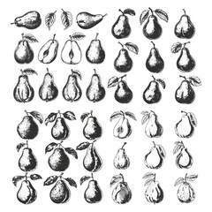 Pear fruits hand drawn engraving design vector template
