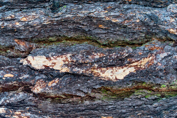 Close-up of tree bark texture background, natural wood patterns, grainy surface, eco-friendly natural material.