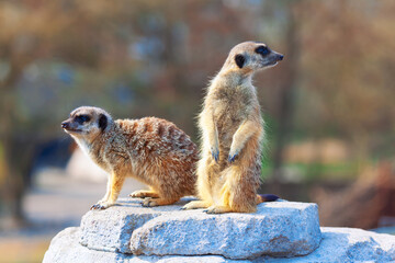 Two meerkats standing on a rock, one meerkat standing upright on its hind legs and the other...