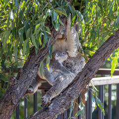 Close-up of a Koala (Phascolarctos cinereus) with the joey on its lap, holding on to an eucalyptus tree branch. Koalas are marsupials native to Australia.