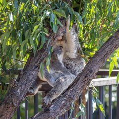 Close-up of a Koala (Phascolarctos cinereus) joey looking up to its mother, while holding on to her lap. Koalas are marsupials native to Australia.