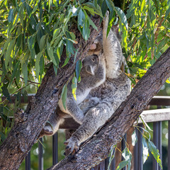 Close-up of a Koala (Phascolarctos cinereus) joey reaching up to its mother, while holding on to her lap. Koalas are marsupials native to Australia.