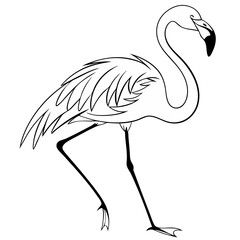 Greater Flamingo