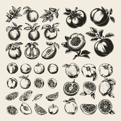 Pomelo fruits hand drawn engraving design vector template