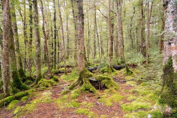 Obraz premium Mossy Forest Landscape with Lush Greenery and Tranquil Atmosphere