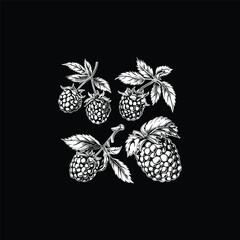 raspberry fruit hand drawn engraving design vector template