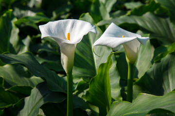 Zantedeschia aethiopica, commonly known as calla lily and arum lily in Gran Piedra botanical...